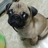 wuxingsanxiulurenjia