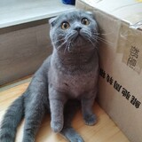 yizhihenaitexiaopang