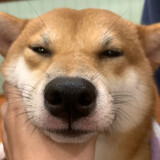 goudanpigu