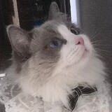 fuleye