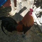 Jandais Cabactolan