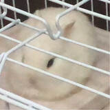 chaofantutumei
