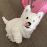 meiweifafaffa