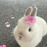 diediebuxiudexiatian
