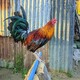 creator avatar