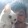 卍cat-olic