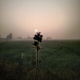 Anuj C3
