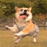 fanghuanxiangan