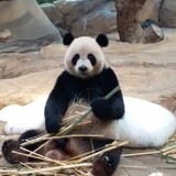 Yuanrunnannan