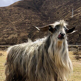 qinaideyao