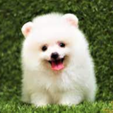 Xem phim hộ bạn
