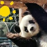 xiong___xiaopangdong