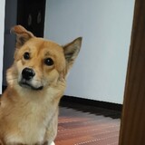 choumengdexiaoxiong