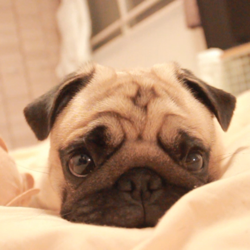 同时养两只巴哥犬是种什么体验 原来这就是和平战场 豆腐pasta Bilibili