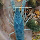 ershugongyangyu