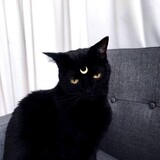 _jiuyishaonvdemeng