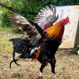 LuminousGameFowl