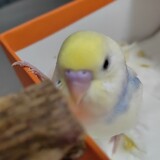 fuzei