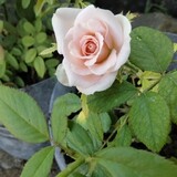 Natasha Krystina (TA