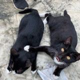 binxixi
