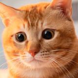 jujushigangtiezhinan