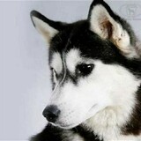 dasilvathallys_02_01