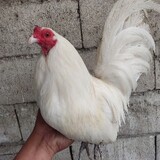 rgc.bantam