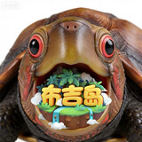 mc_hailianbao