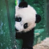pandapandapang
