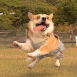 jiujiaowoganganbazhu