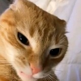 punycat
