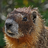 LionMarmot