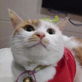 lao___yubuchiyu