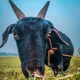 Bappa Bappa_6078