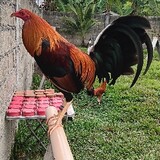 Manokan Ni Jm