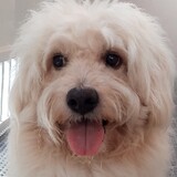 WiggleCute