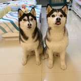 xiangzidanfeihashiqi