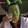 meiximaimai