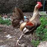 Fargon backyard