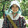 xiaopashen_