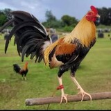 LGKGAMEFARM