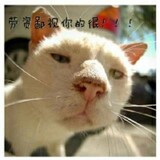 aweishibashiqcc