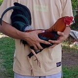 RYC gamefowl