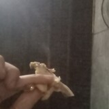 lanbui