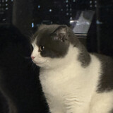 qinghuawuyou