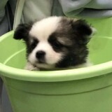 freshtaroball