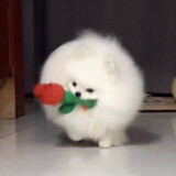 rosy_moo