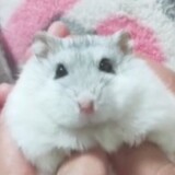 kousensenshiwolaoda