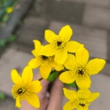 luchendexiaoyaojing