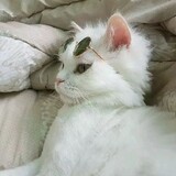 xijingshaonvyu___